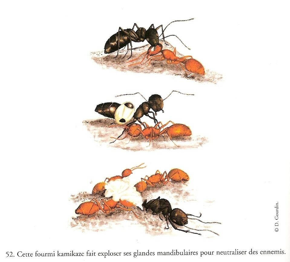 Назовите прием к которому прибегает автор рисуя картину отступления как муравьи