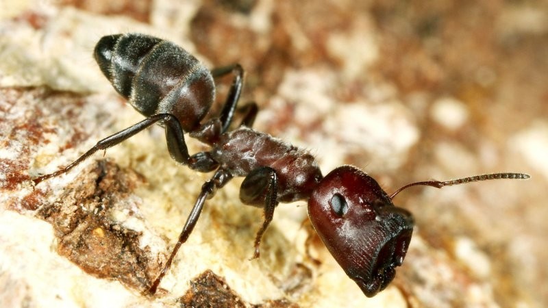 Героические самовзрывающиеся муравьи, которые отдают свою жизнь ради собратьев
