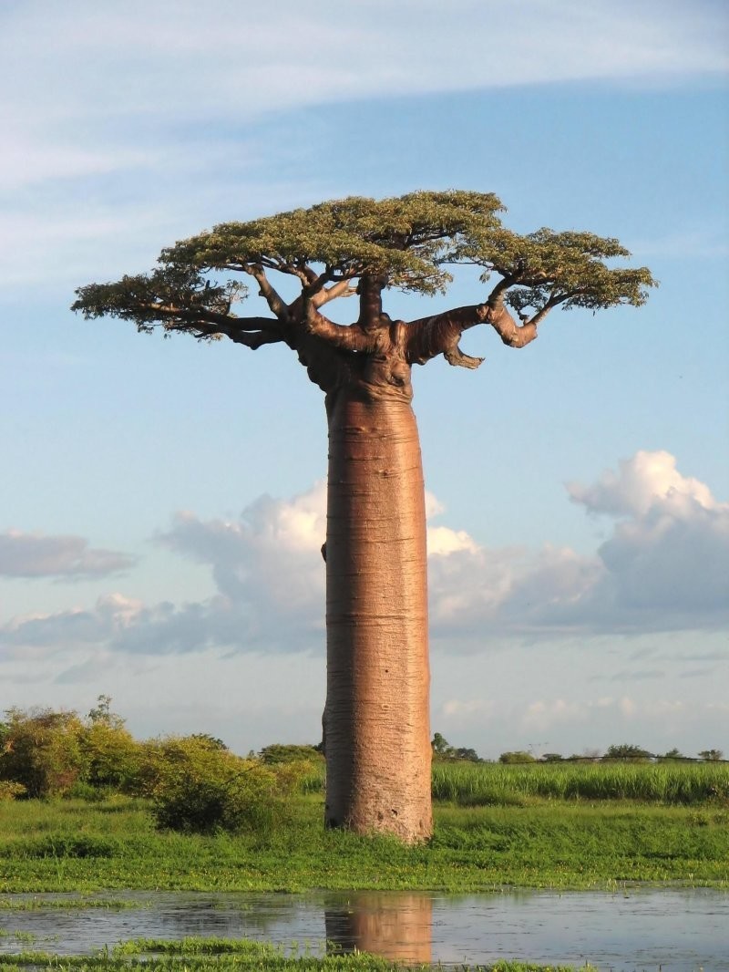 11. Баобаб - гигант Мадагаскара