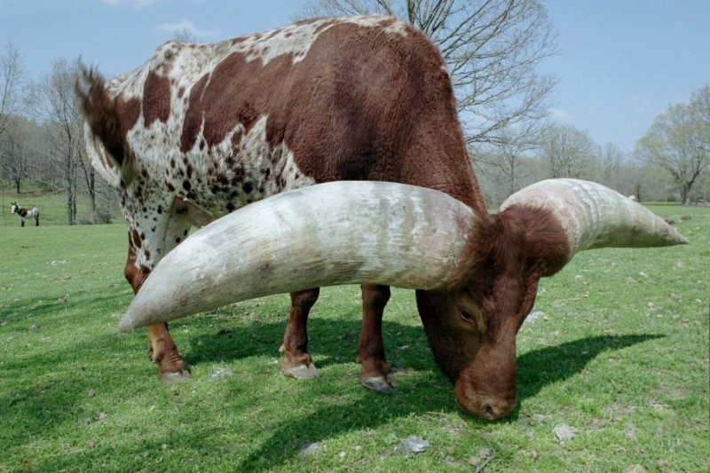12. Бык породы ватуси имеет одни из самых больших рогов в мире. Их длина от одного конца рога до другого может достигать 2,4 метров