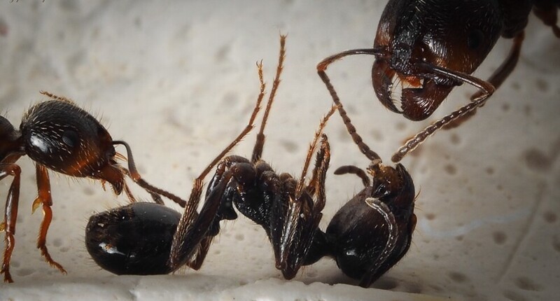 Как муравьи организуют погребальные церемонии для своих почивших сородичей?