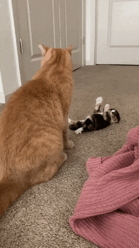 Кто такого маленького обидит?