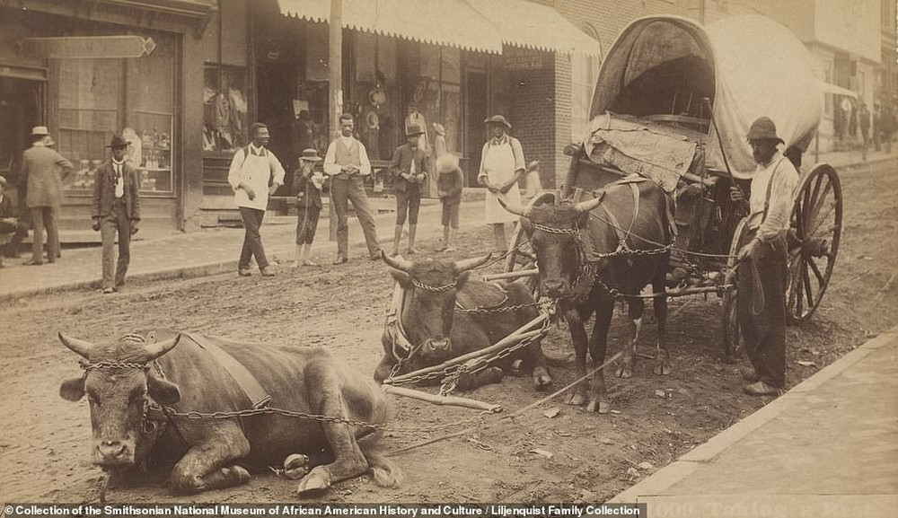 2. Конестогская повозка, запряженная волами. 1890-е годы