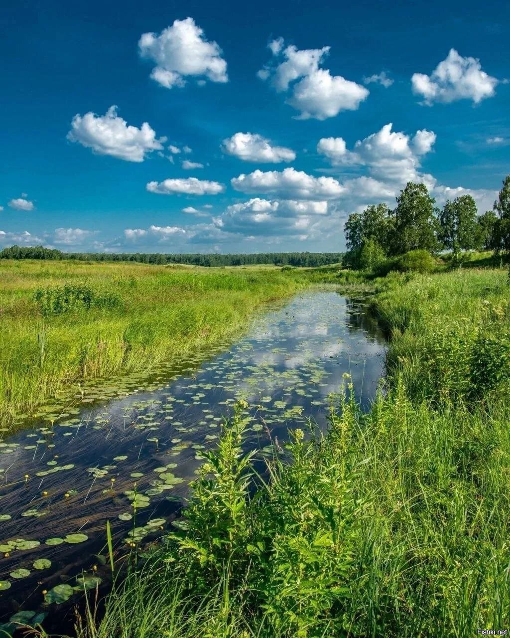 Реку смотрятся. Рязанская земля. В реку смотрятся облака. Шатура природа лето. В реку смотрятся облака картинки.