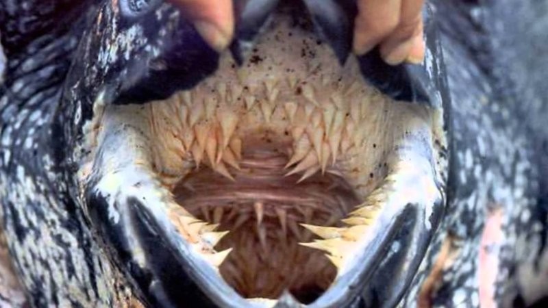В горле морских черепах - колючки