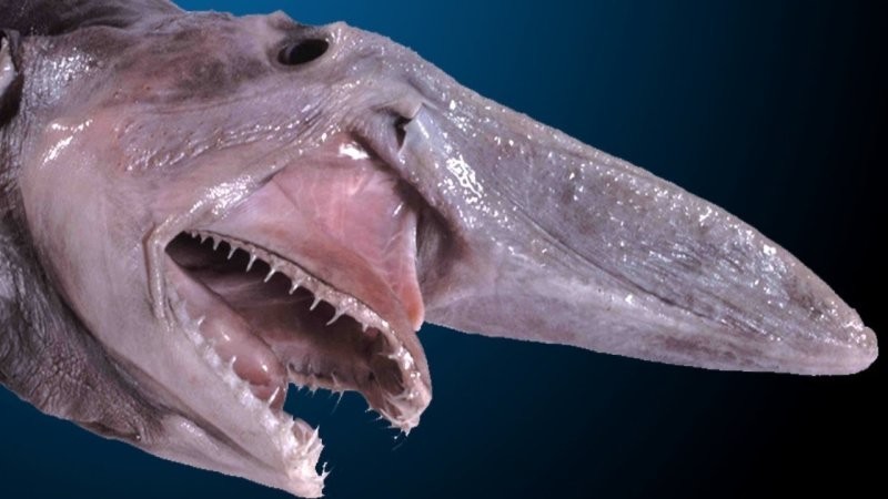 Акула-домовой и её челюсти