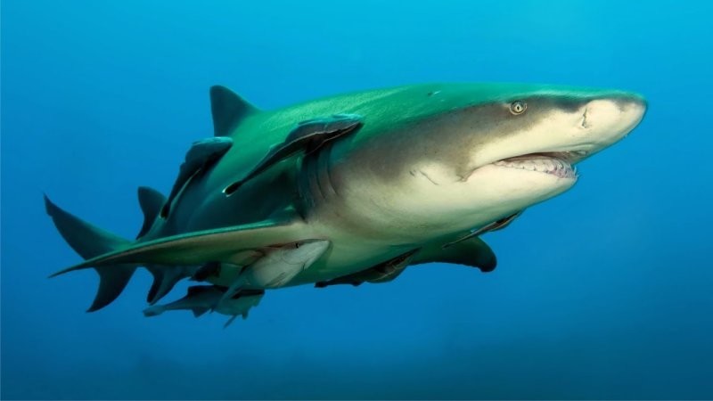 Акула выращивает свой зуб за один день