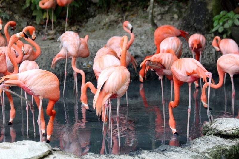 3. Фламинго становится розовым из-за постоянного употребления рачков. Звучит как шутка, но это правда - птенцы рождаются серыми, и приобретают розовый оттенок, питаясь планктонными рачками