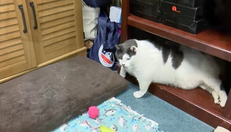 Хозяева бросили кота в приюте, потому что он был слишком толстым