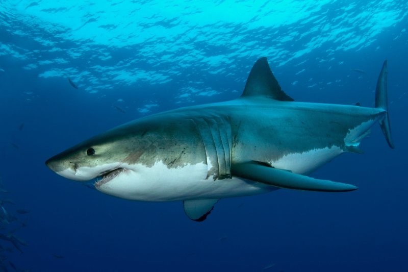 Бессонница акул: правда или миф