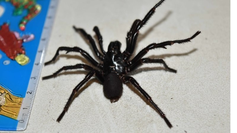 9. Cиднейский лейкопаутинный паук