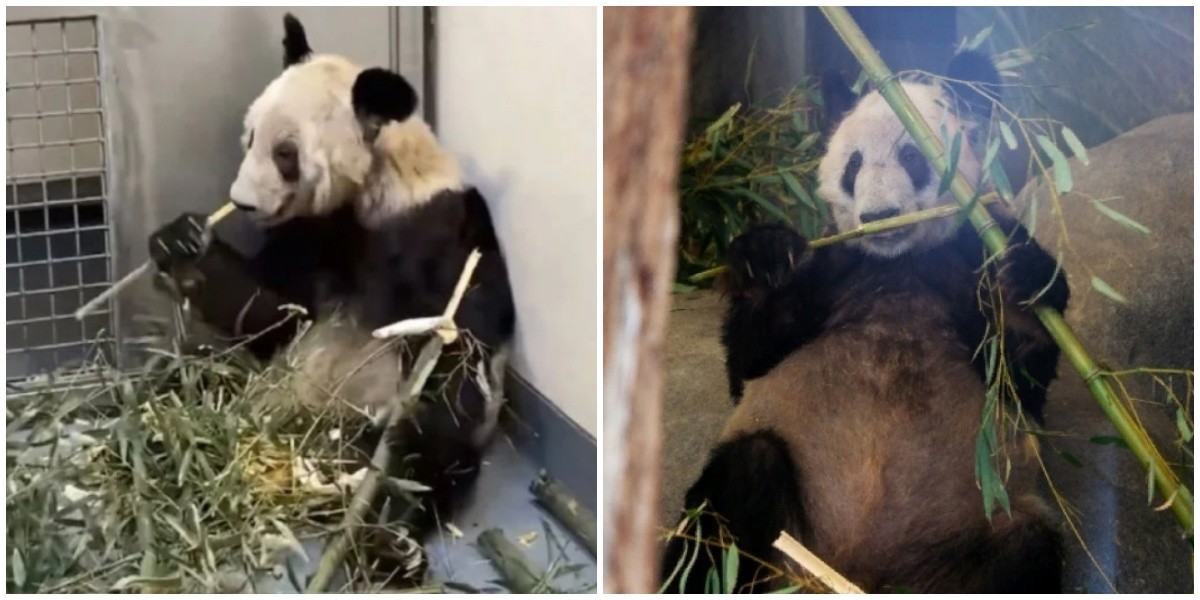 Панду катюшу заберут в китай. Животные из зоопарка. Китайская Панда. Панда в зоопарке США. Китайский зоопарк.