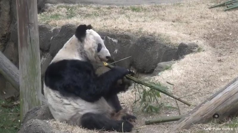 В самые кратчайшие сроки: Китай заберёт из Америки панду — посланника дружбы