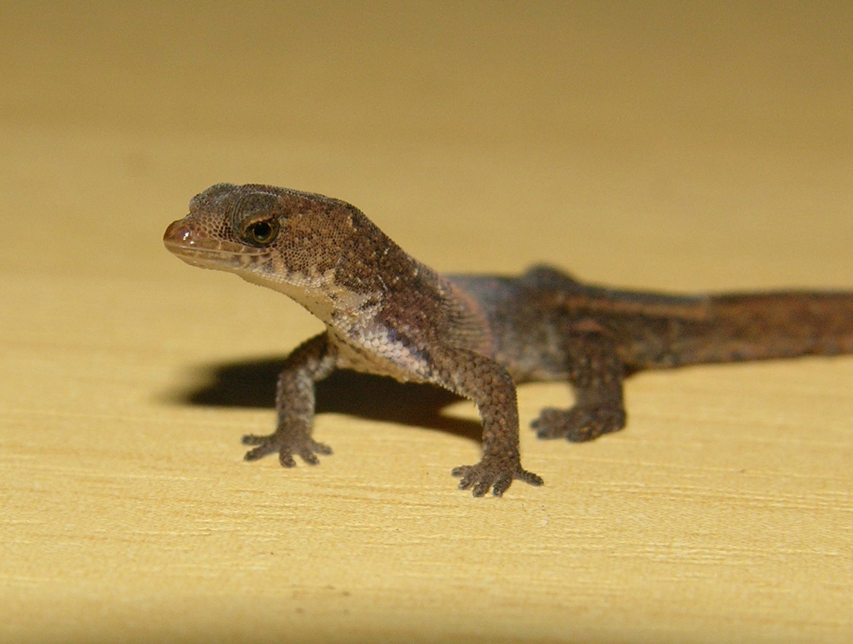 Карликовый геккон (Sphaerodactylus ariasae)