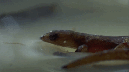 Бразильский карликовый геккон: Вода избегает его. Может ходить по воде, спать на воде, охотиться, но он никогда не провалится