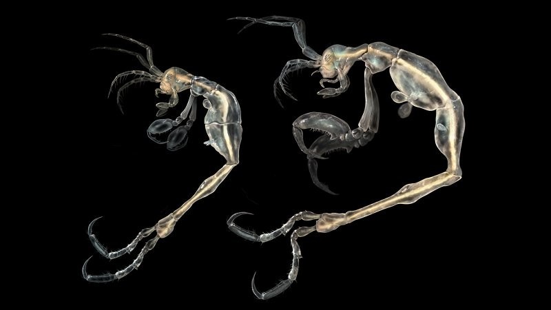 Креветка-скелет, которая выглядит как пришелец