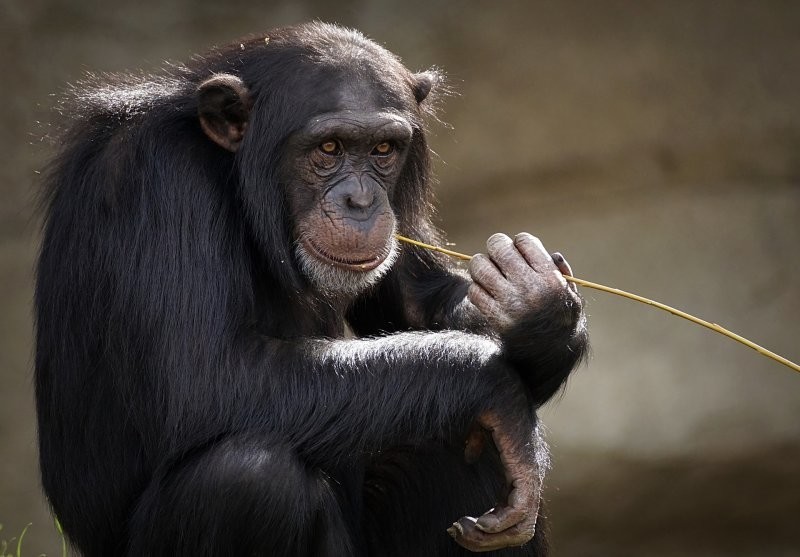 24. Шимпанзе могут быстро передвигаться по деревьям, ловко цепляясь за ветки и развивая скорость до 34 км /ч