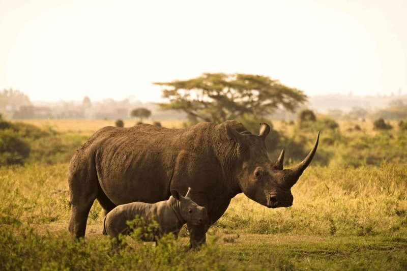 20. Чёрные и белые носороги способны бегать со скоростью до 48 км/ч на короткие расстояния