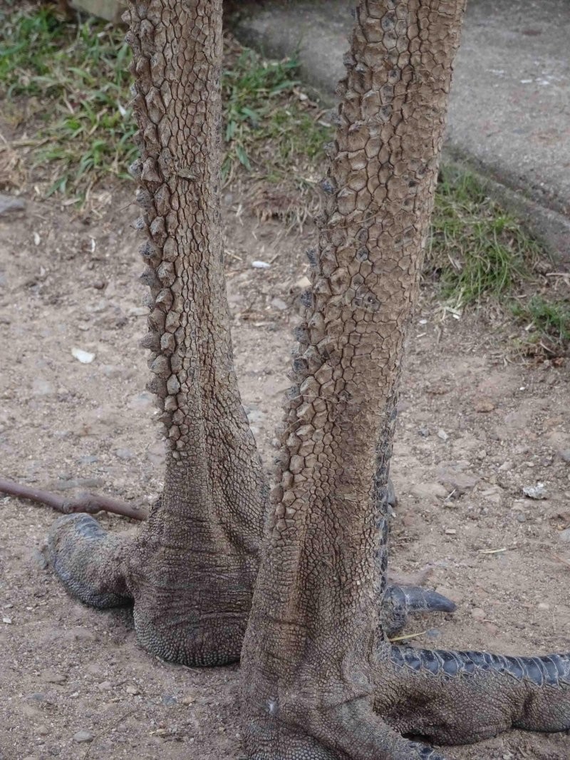 10. Задняя поверхность ног эму покрыта "драконьей чешуей"