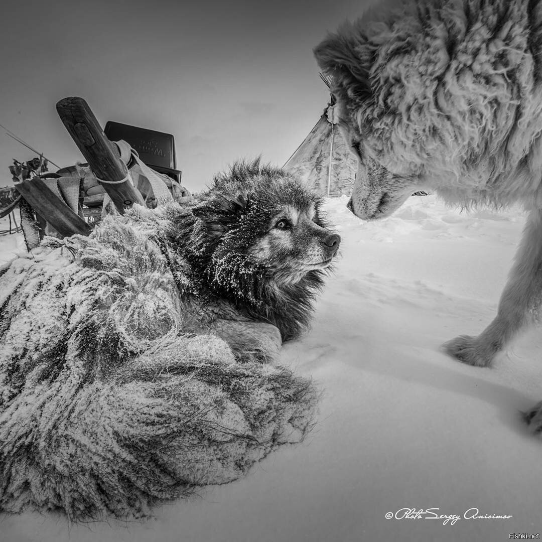 Сергей Анисимов фотограф