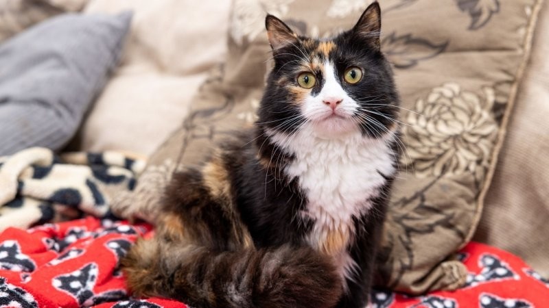 Кошка спасла от комы хозяйку, страдающую диабетом