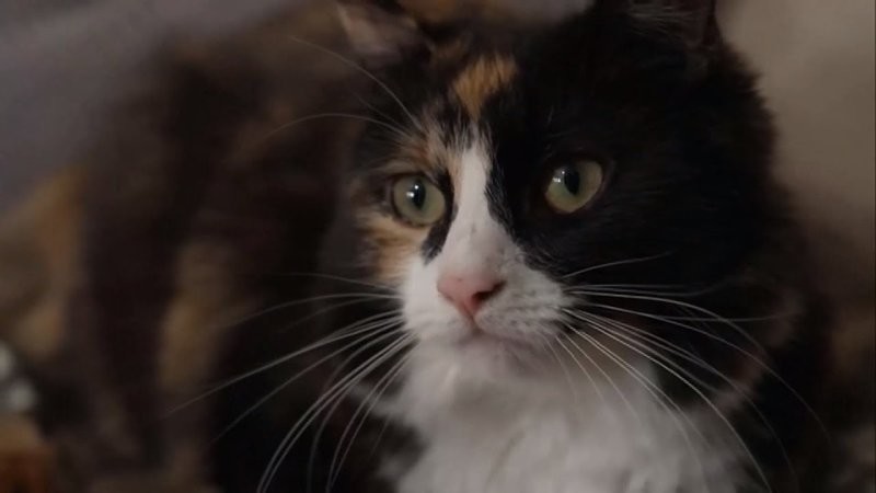 Кошка спасла от комы хозяйку, страдающую диабетом