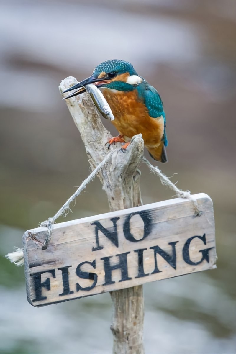 5. "Рыбалка запрещена"