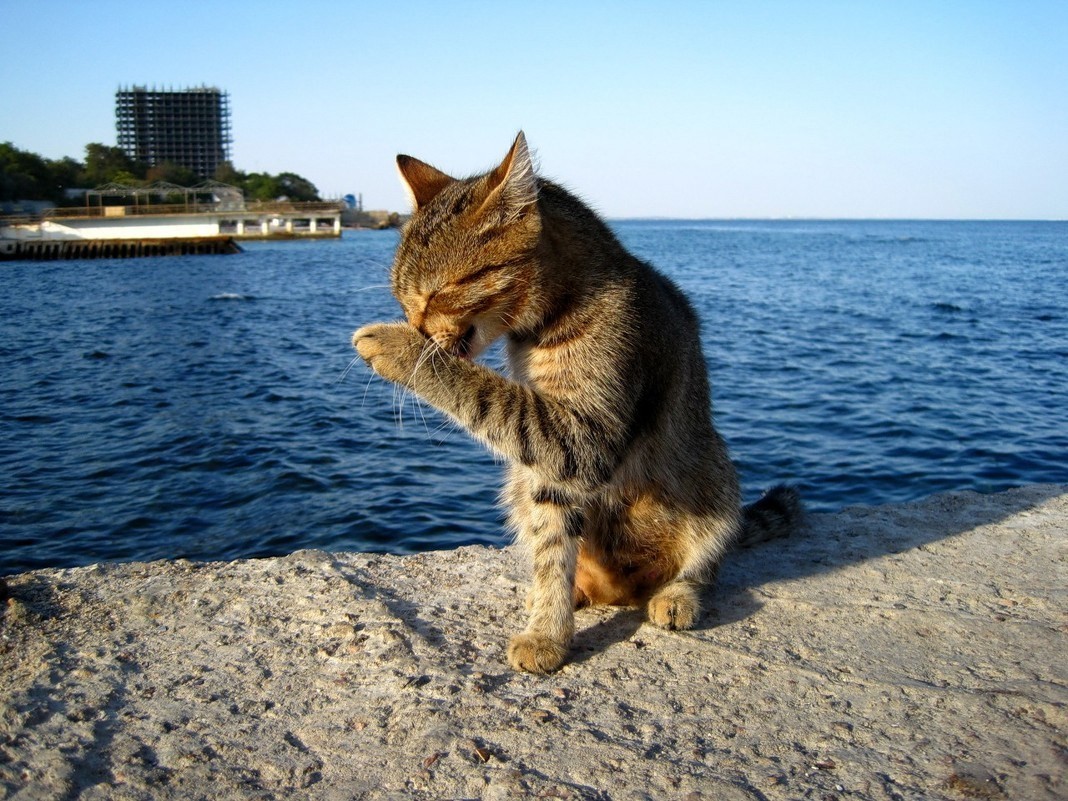 Кот терпит. Кот на море. Котенок на море. Кот на берегу моря. Кошка отдыхает.