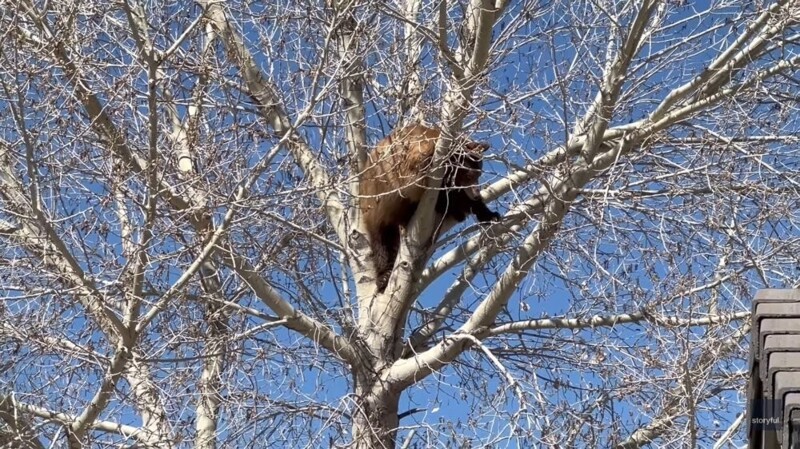 Медведь решил залезть на дерево, но очень пожалел об этом