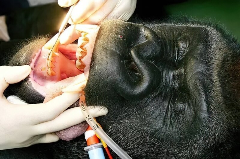 20. Это горилла по кличке Мотаба. Её привели к зубному врачу на профилактический осмотр