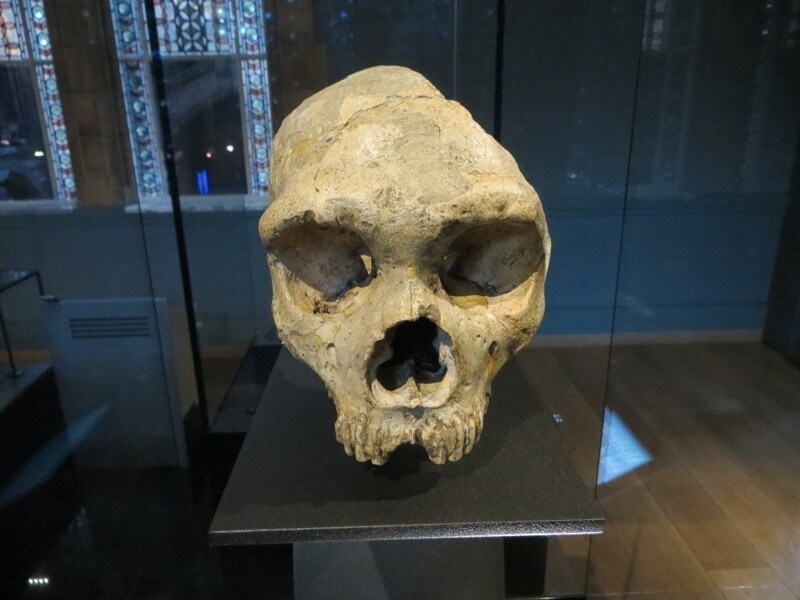 8. Неандертальские черепа