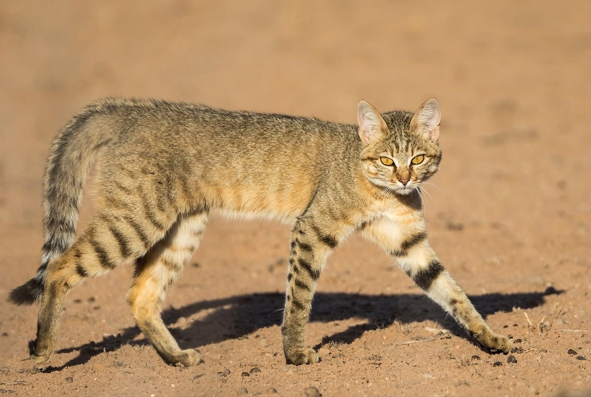 Дикая Буланая нубийская кошка