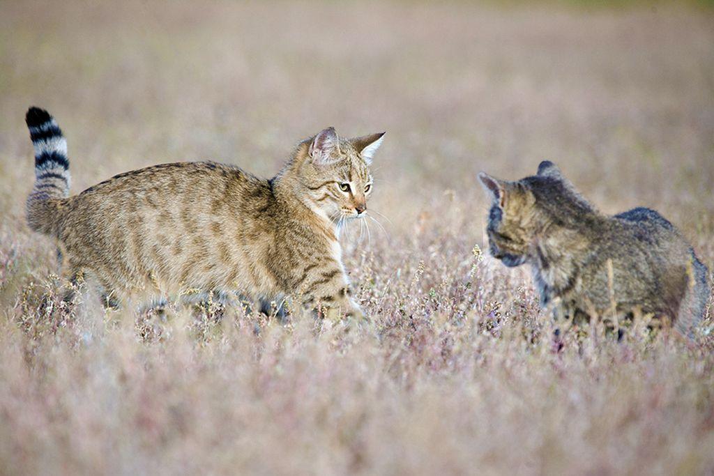 Коты область. Степной кот Felis Libyca (Forster, 1780). Степной кот Felis Libyca. Дикая Степная Африканская кошка. Степной кот Оренбургской области.