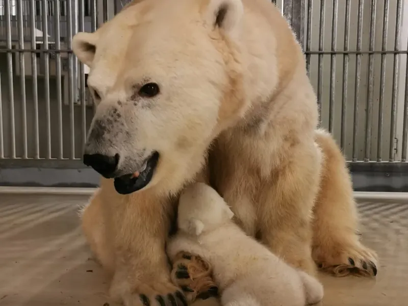 Просто чудо: в немецком зоопарке родился белый медвежонок