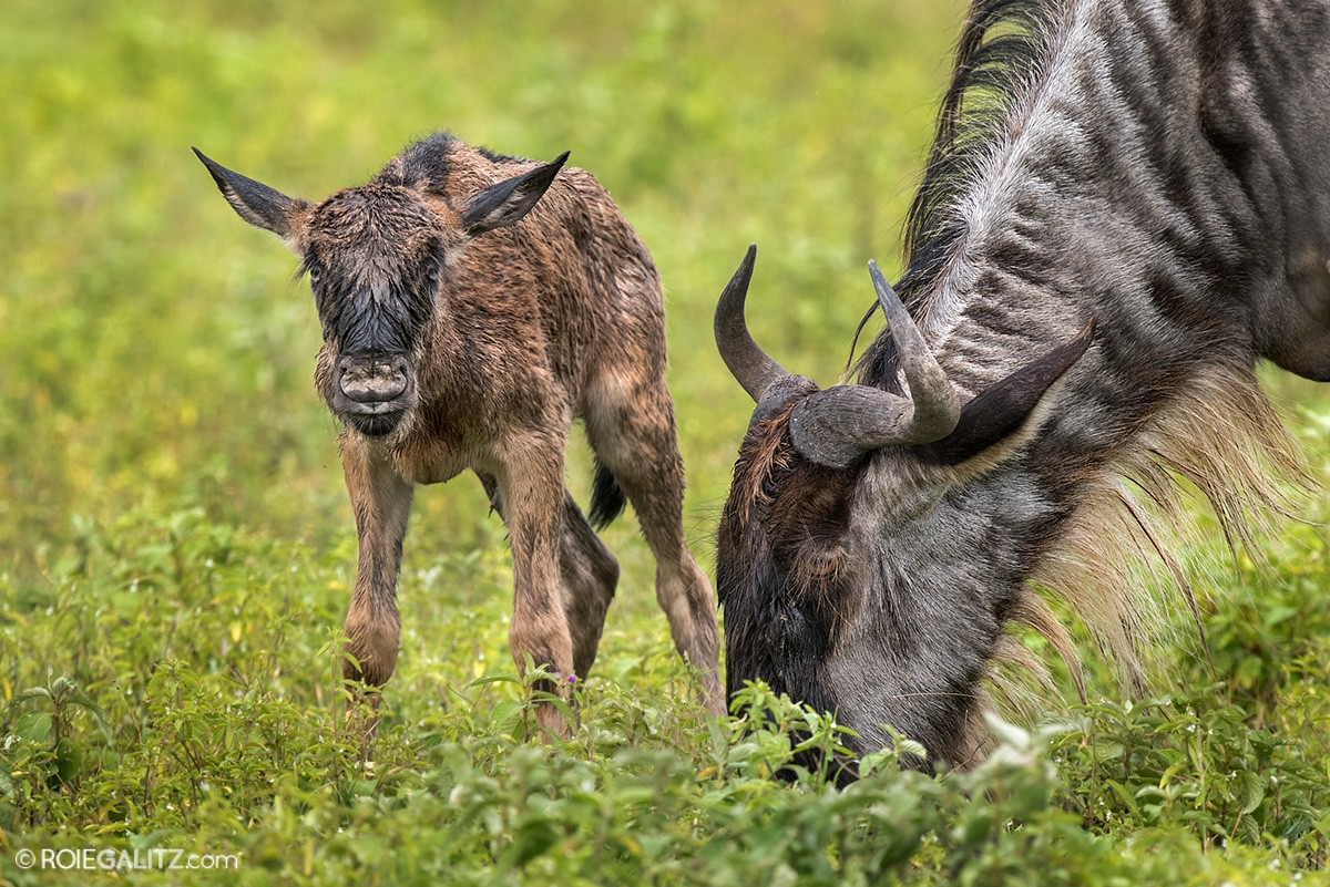 С добрым утром