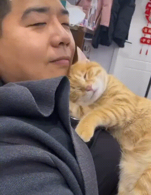 Такая милая кошачья любовь