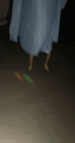 Что за куриные лапки?