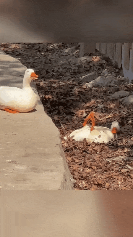 Гусиный соблазн