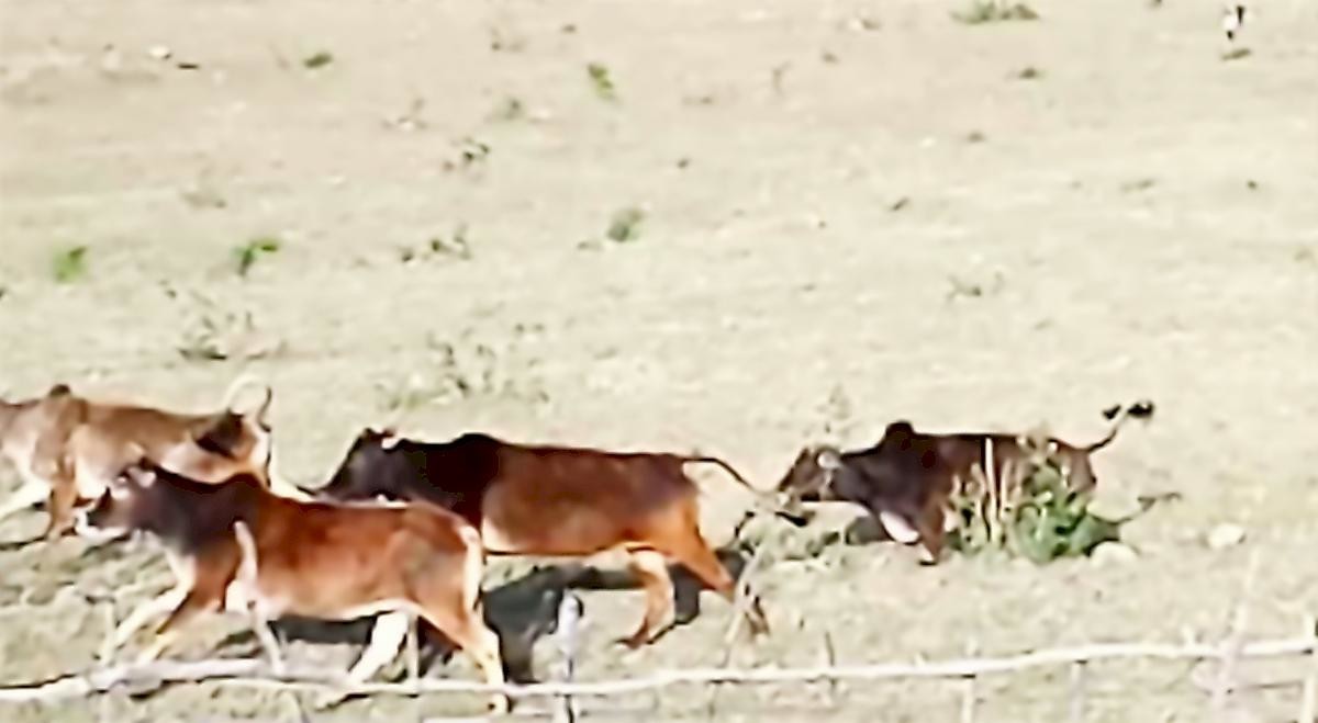 Корова смогла отбить телёнка у тигра