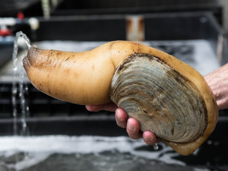6. Гуидак - крупный моллюск, обитающий у северо-западного побережья США и Канады. Он съедобный, и его мясо в основном едят японцы и китайцы