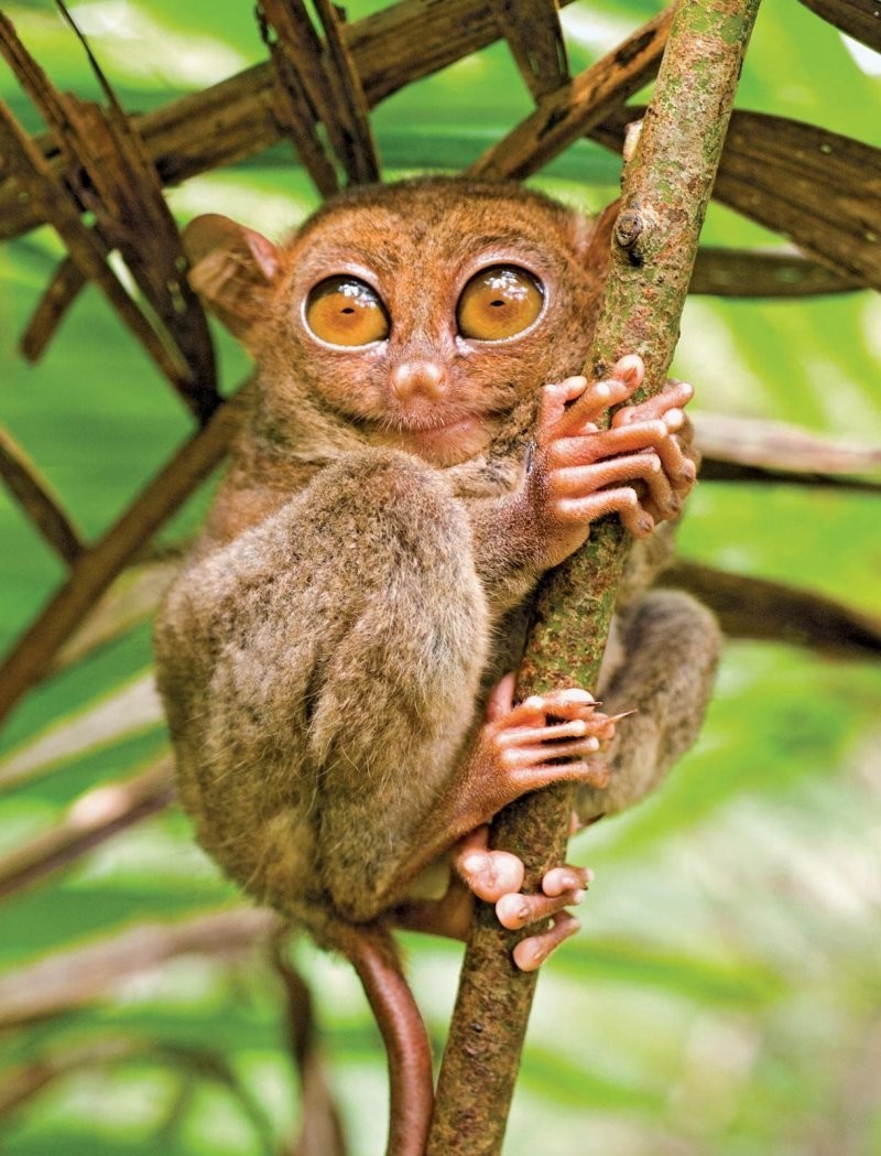17. Долгопятовые - приматы из Юго-Восточной Азии. У них самые крупные глаза по отношению к размерам тела среди всех млекопитающих