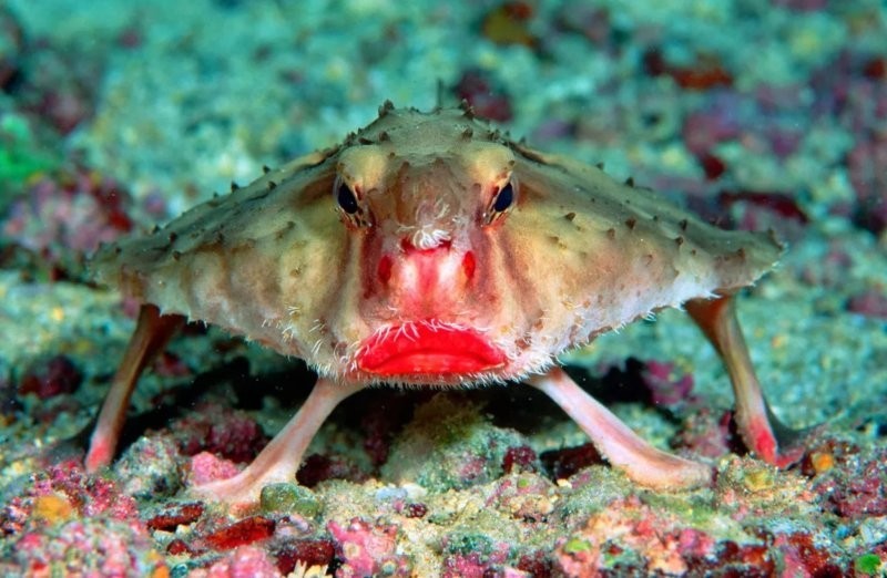 4. Нетопырь Дарвина - лучепёрая рыба, губы которой будто накрашены красной помадой. Это задумано природой для привлечения самок