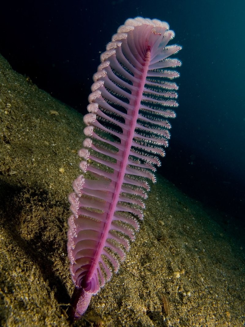 23. Морские перья - колониальные коралловые полипы, которые включают около 450 видов. 200 из этих видов обитают на больших глубинах