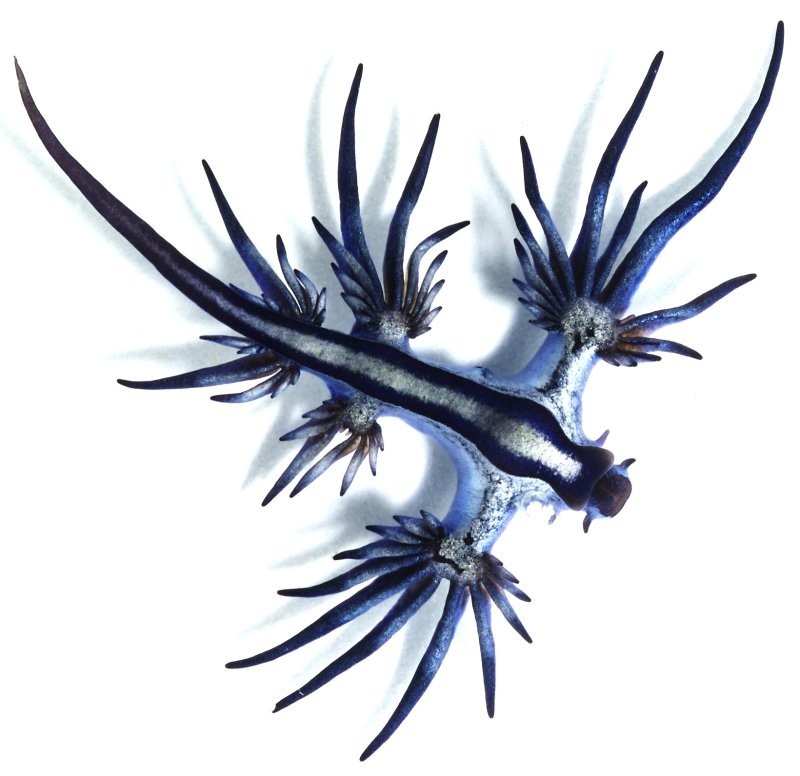 21. Голубой дракон - брюхоногий моллюск, распространённый в морях всех океанов тропического пояса. Длина их тела составляет всего 5—40 мм