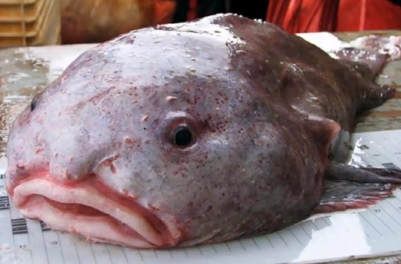12. Рыба-капля - самая причудливая глубоководная рыба. Обитает на глубинах 600-1200 метров у побережья Австралии и Тасмании