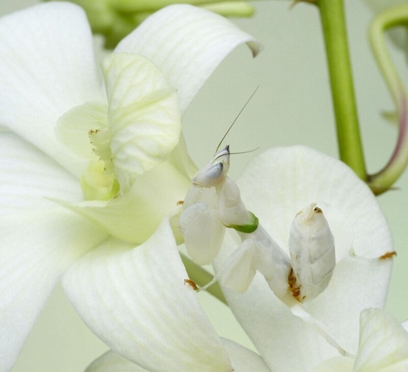 13. Орхидейный богомол - мастер маскировки