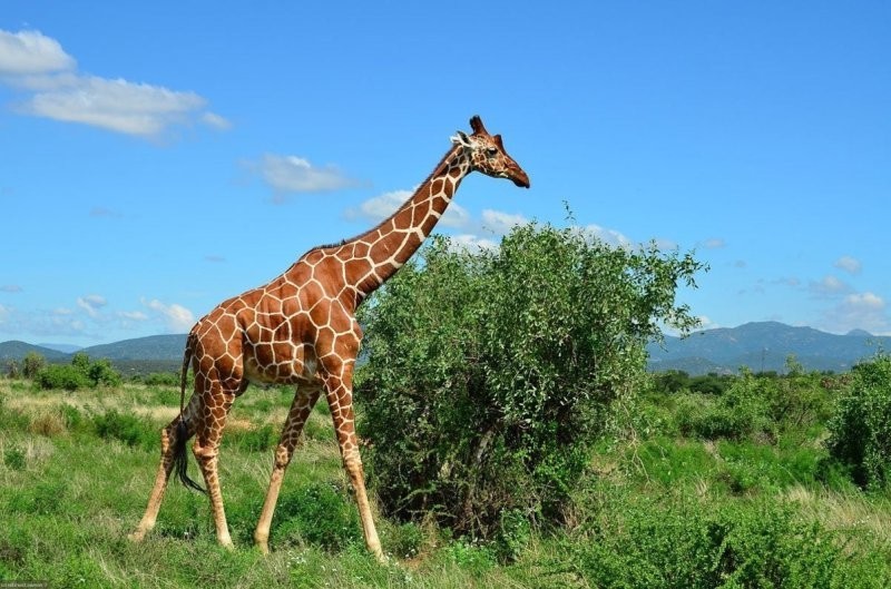 4. Самки жирафов предпочитают пожилых самцов