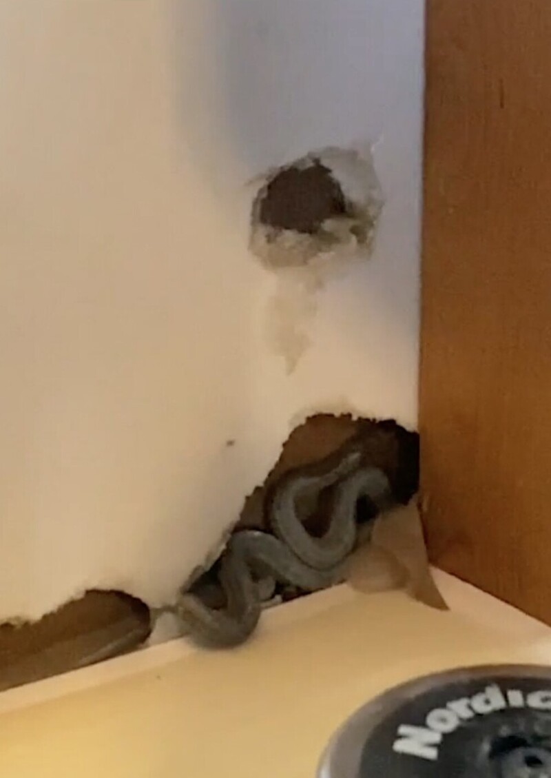 Женщина переехала в новый дом, и нашла там десятки змей
