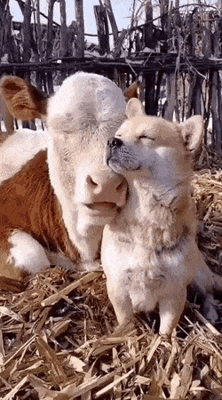 С&nbsp;добрым утром