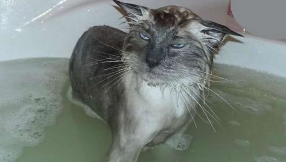 Мокрая киска с разговорами. Кот в ванной. Мокрая кошка. Котенок мокрый в ванне. Мокрая кошка в ванной.